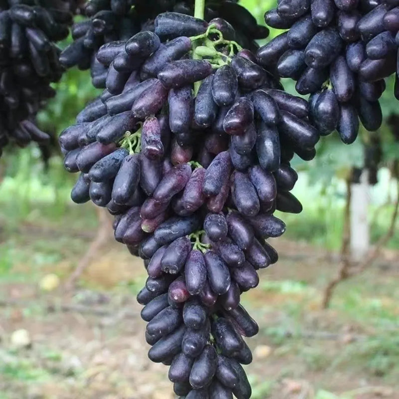Sapphire Grape Planting Seeds