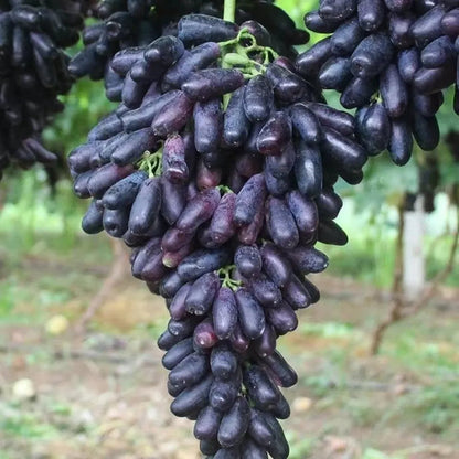 Sapphire Grape Planting Seeds