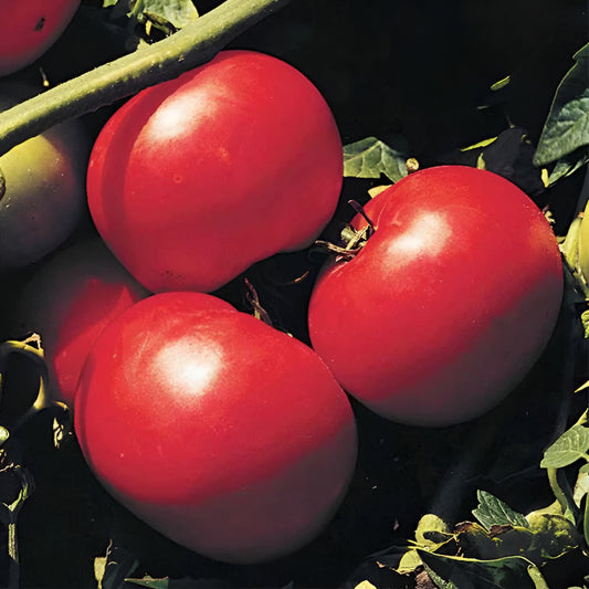 Red Tomato Seeds