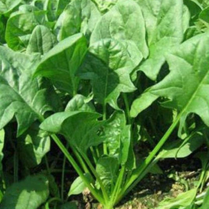 Spinach Leave Seeds