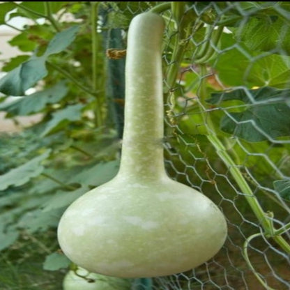 Dipper Gourd Seeds