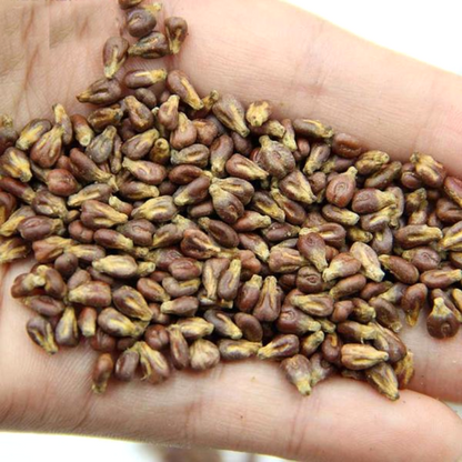 Goldfinger Grape Seeds