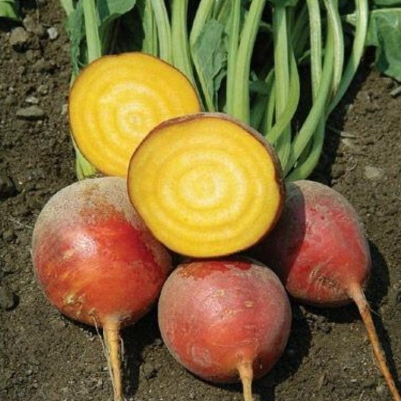 Golden Beet Vegetable Seeds