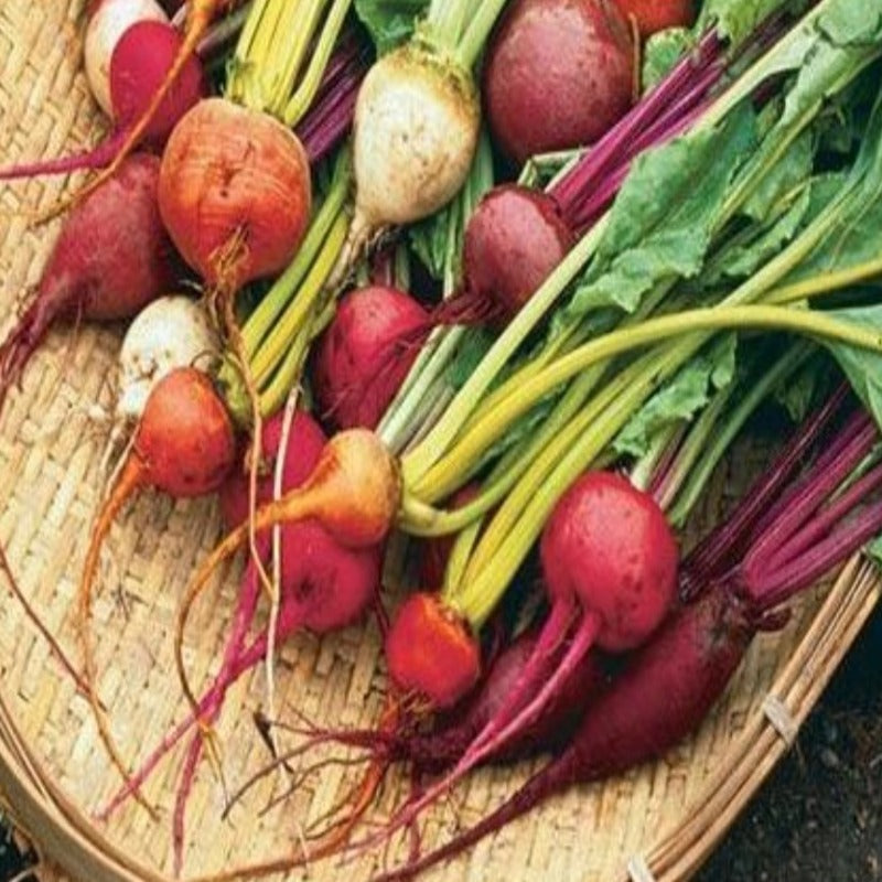 Golden Beet Vegetable Seeds