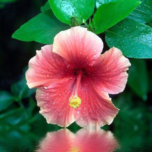 Sweet Pink Hibiscus Flower Seeds