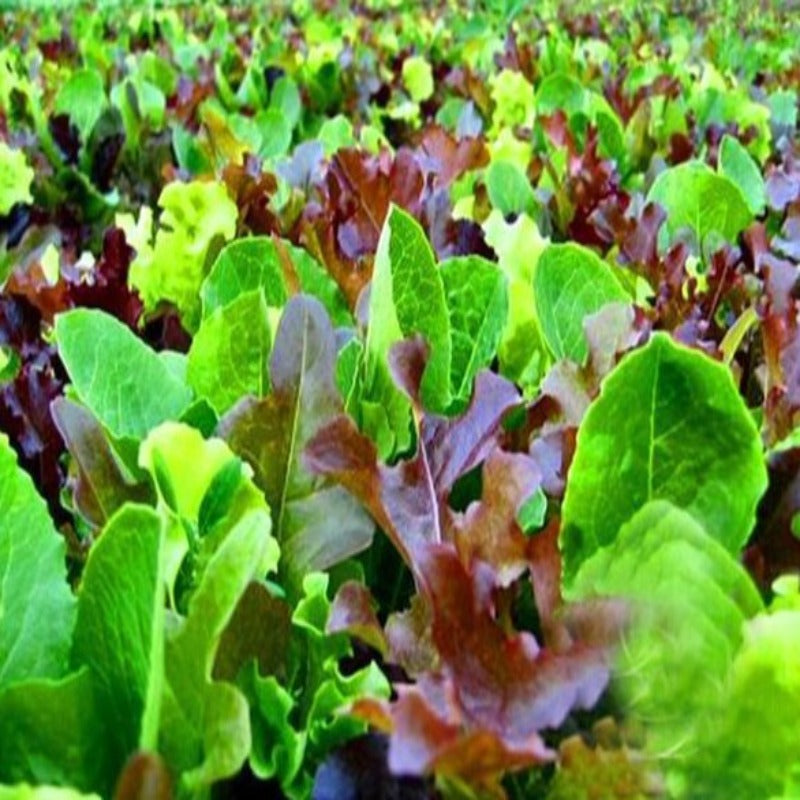 Mesclun Mix Seeds