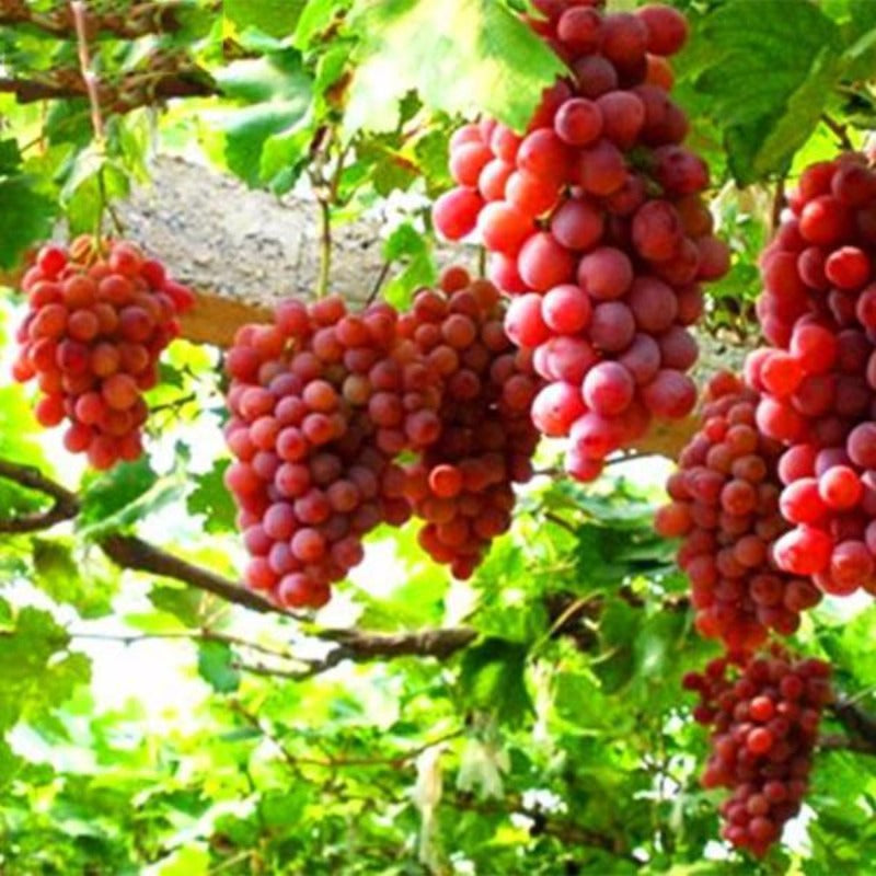 Rose Red Grape Seeds