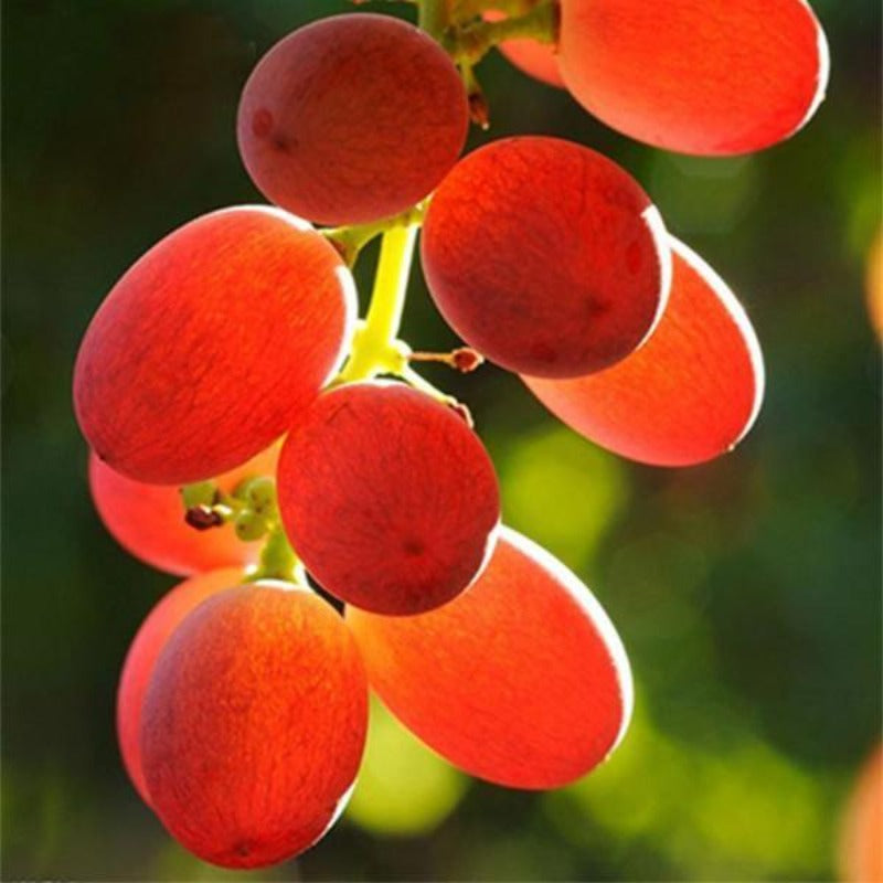 Sweet Red Grape Seeds