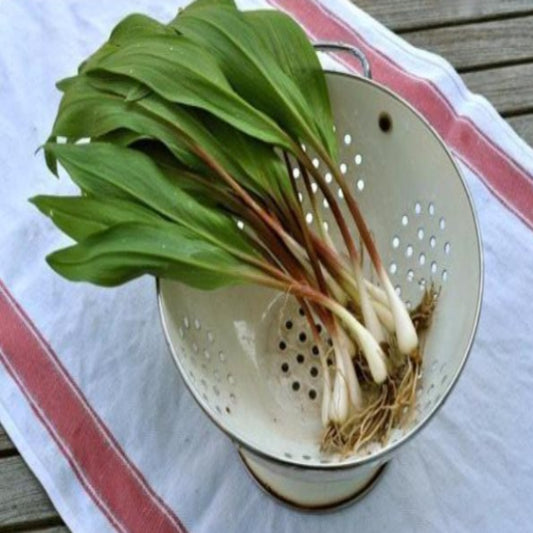 Wild Leek Seeds