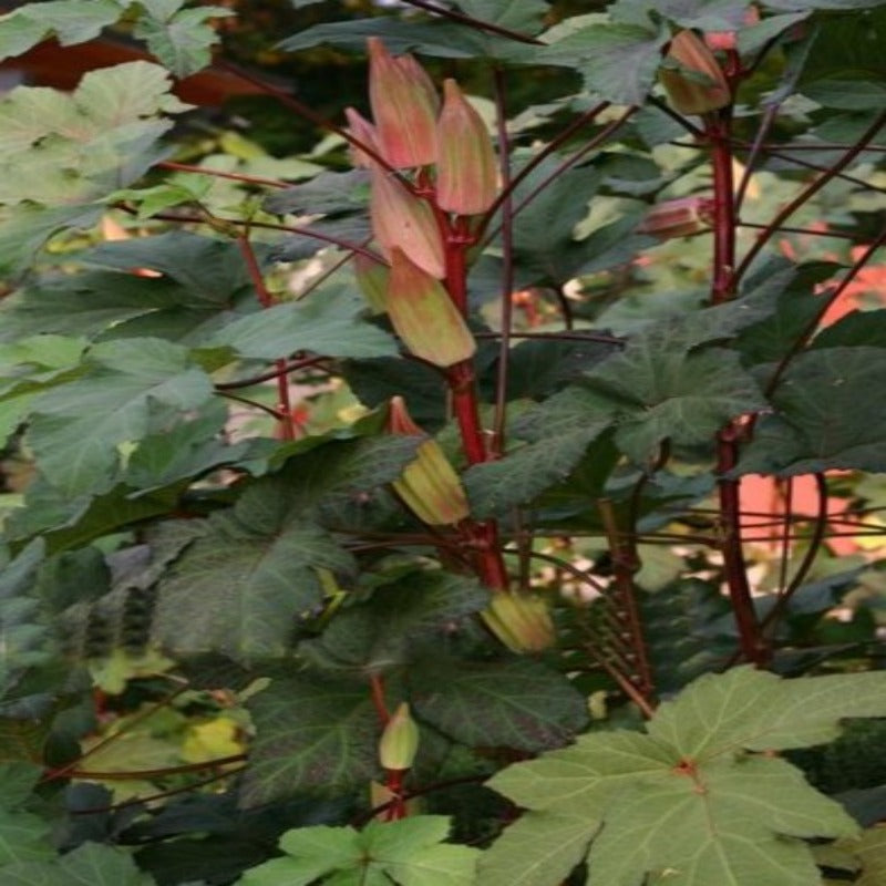 Red And Green Okra Seeds