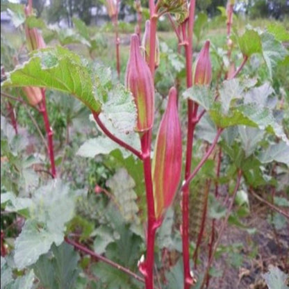 Red And Green Okra Seeds