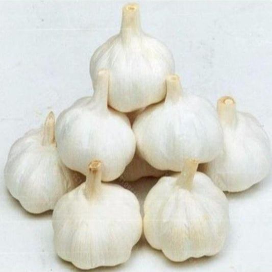 Multi Petal Garlic Seeds