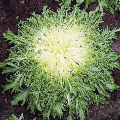 Cichorium Endivia Vegetable Seeds