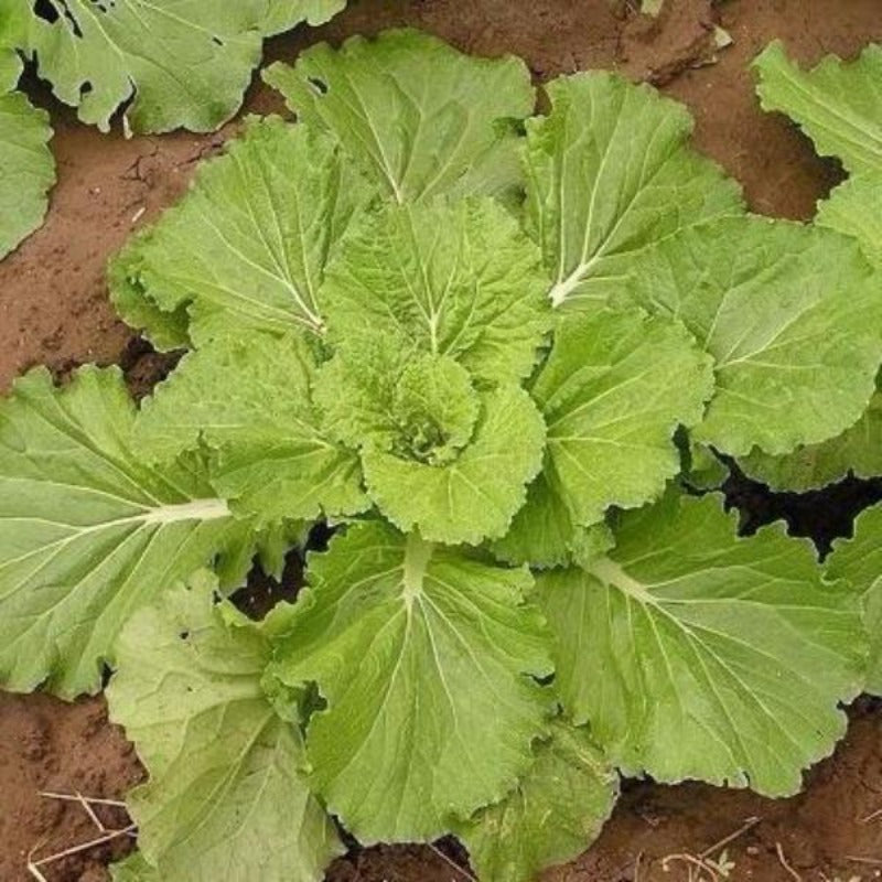 Mustard Leaf Seeds