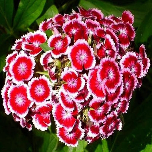 Sweet Dianthus Flower Seeds