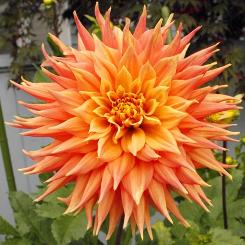 Flame Dahlia Seeds