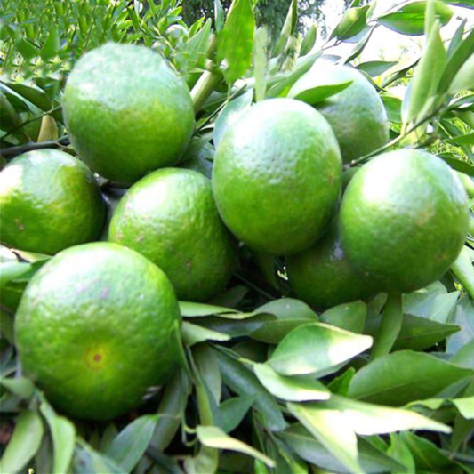 Green Mandarin Fruit Seeds