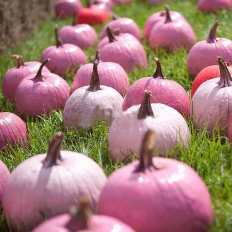 Pink Pumpkin Seeds