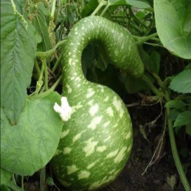 Rare Swan Speckled Swan Bottle Gourds Seeds