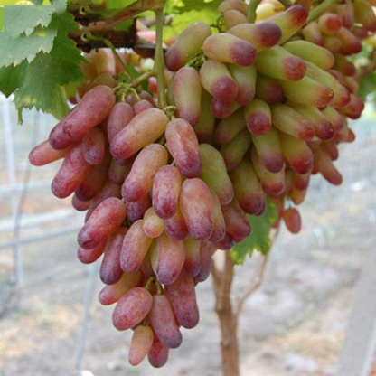 Goldfinger Grape Seeds