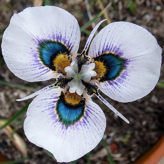 Moraea Iridioides Flower Seeds