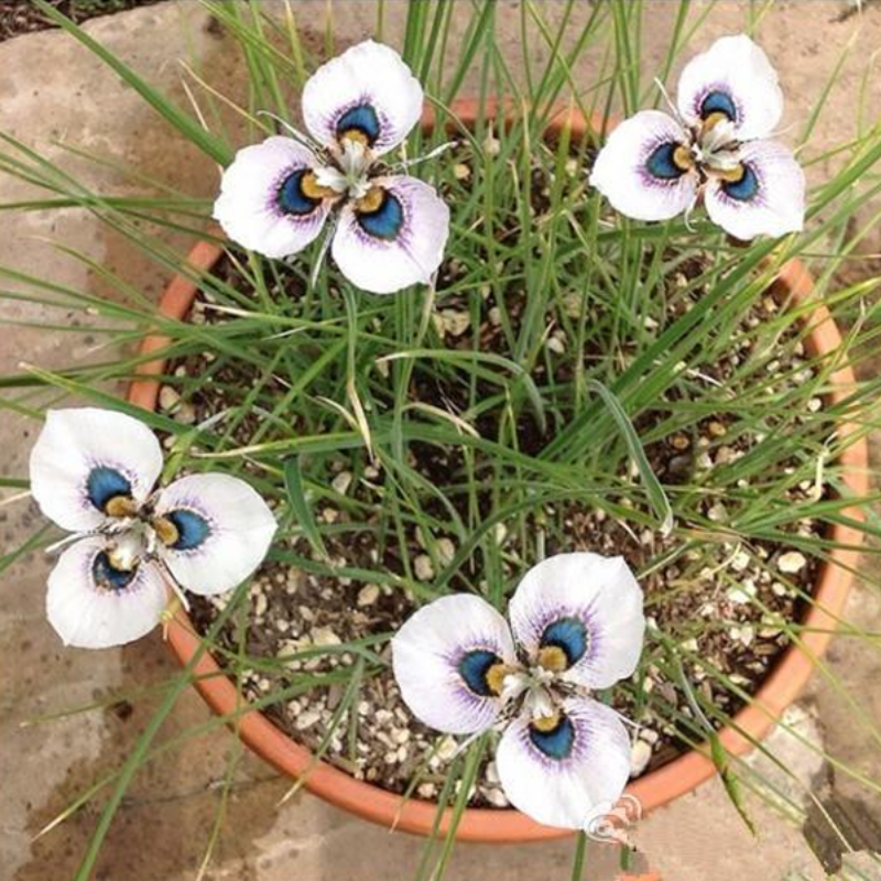 Moraea Iridioides Flower Seeds