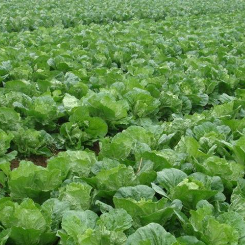 Cabbage Seeds