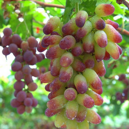 Goldfinger Grape Seeds