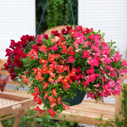 Antirrhinum Snapdragon Flowers Seeds