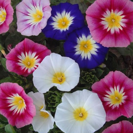 Convolvulus Morning Glory Tricolor Flower Seeds