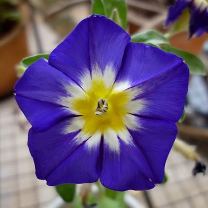 Convolvulus Morning Glory Tricolor Flower Seeds