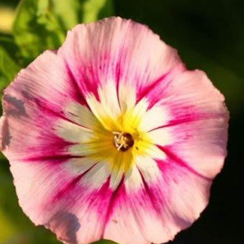 Convolvulus Morning Glory Tricolor Flower Seeds