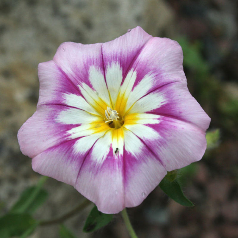 Convolvulus Morning Glory Tricolor Flower Seeds