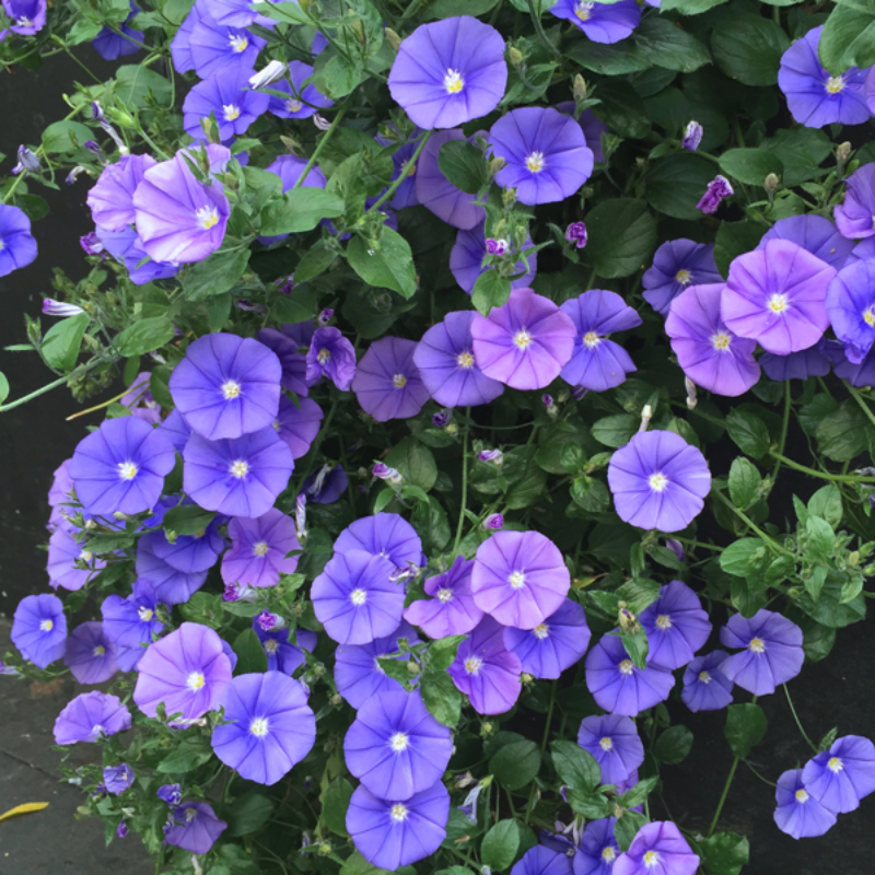 Convolvulus Morning Glory Tricolor Flower Seeds