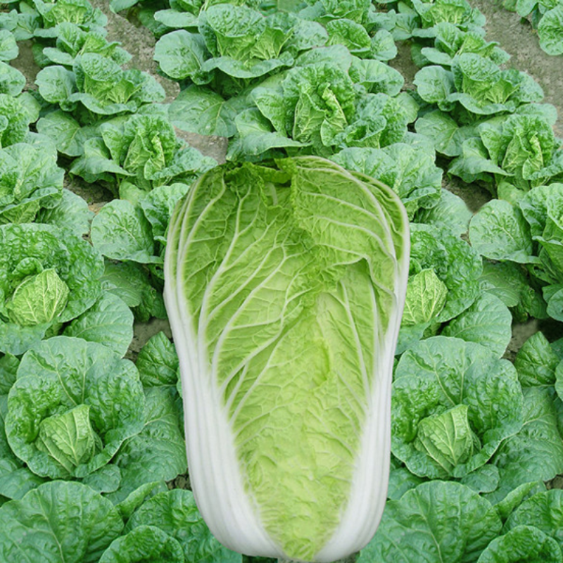 Cabbage Seeds