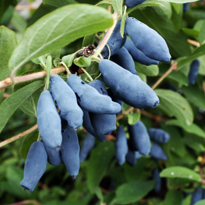 Lonicera Caerulea Fruit Seeds