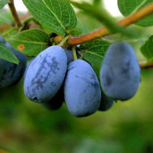 Lonicera Caerulea Fruit Seeds