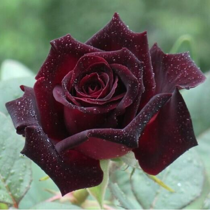 Black Baccara Rose Seeds