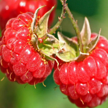 Red Raspberry Fruit Seeds