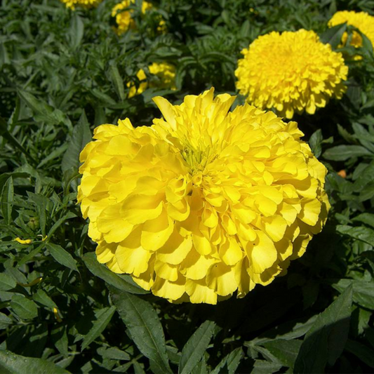 Yellow Marigold Flower Seeds