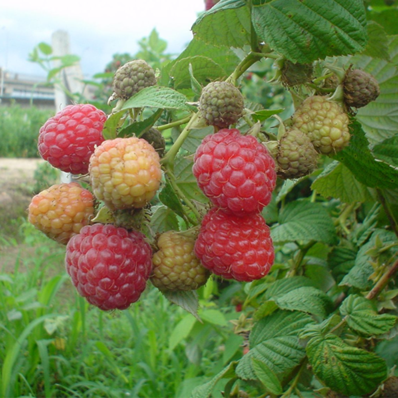 Raspberry Fruit Seeds