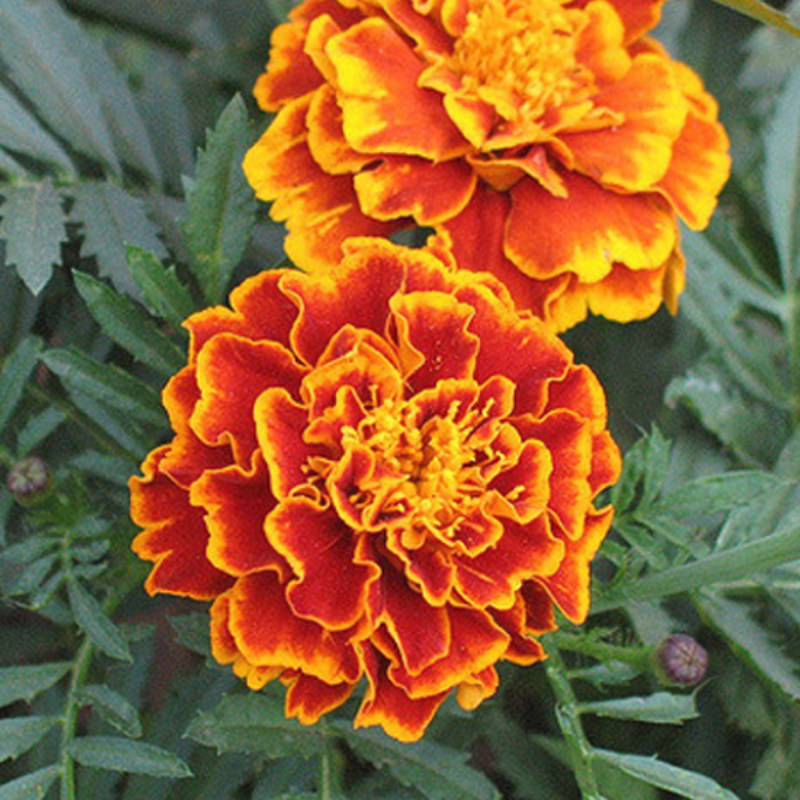 Marigold Flower Seeds