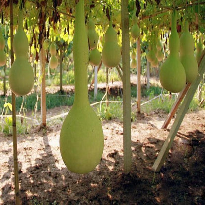 Dipper Gourd Seeds