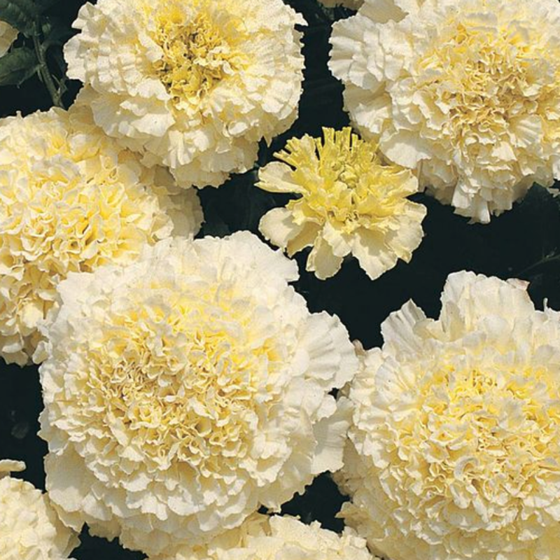 White Marigold Flower Seeds