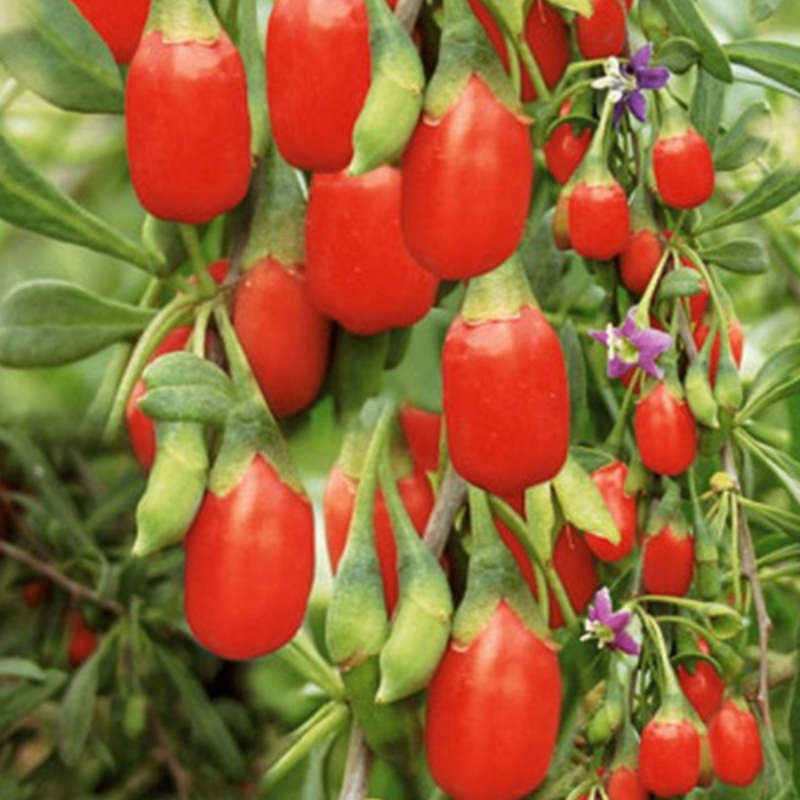 Dwarf Bush Berry Fruit Seeds