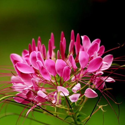 Spiny Spider Cleome Flower Seeds