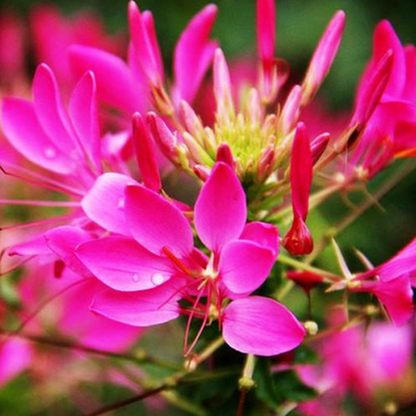 Spiny Spider Cleome Flower Seeds