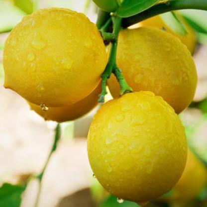 Dwarf Lemon Tree Seeds