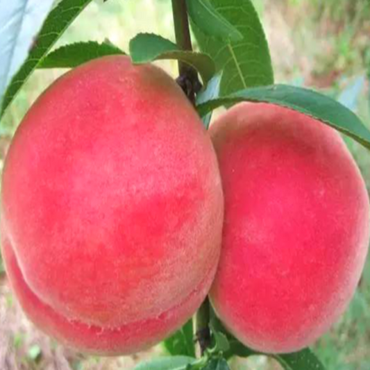 Small Potted Tree Flat Peach Seeds