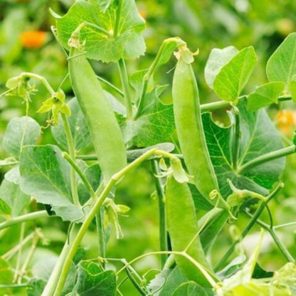 Snow Peas Seeds